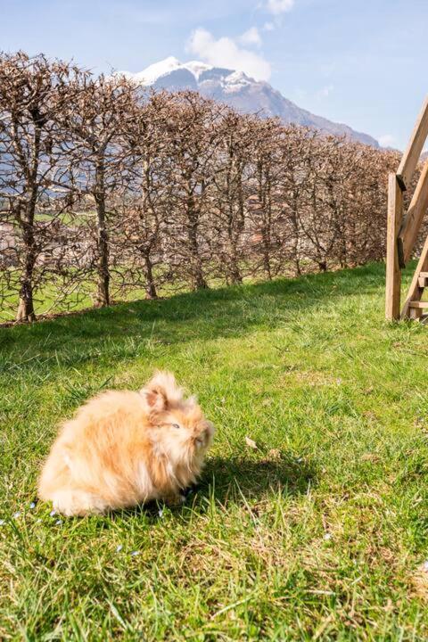 Cottage Casa Felice กลูโซเน ภายนอก รูปภาพ